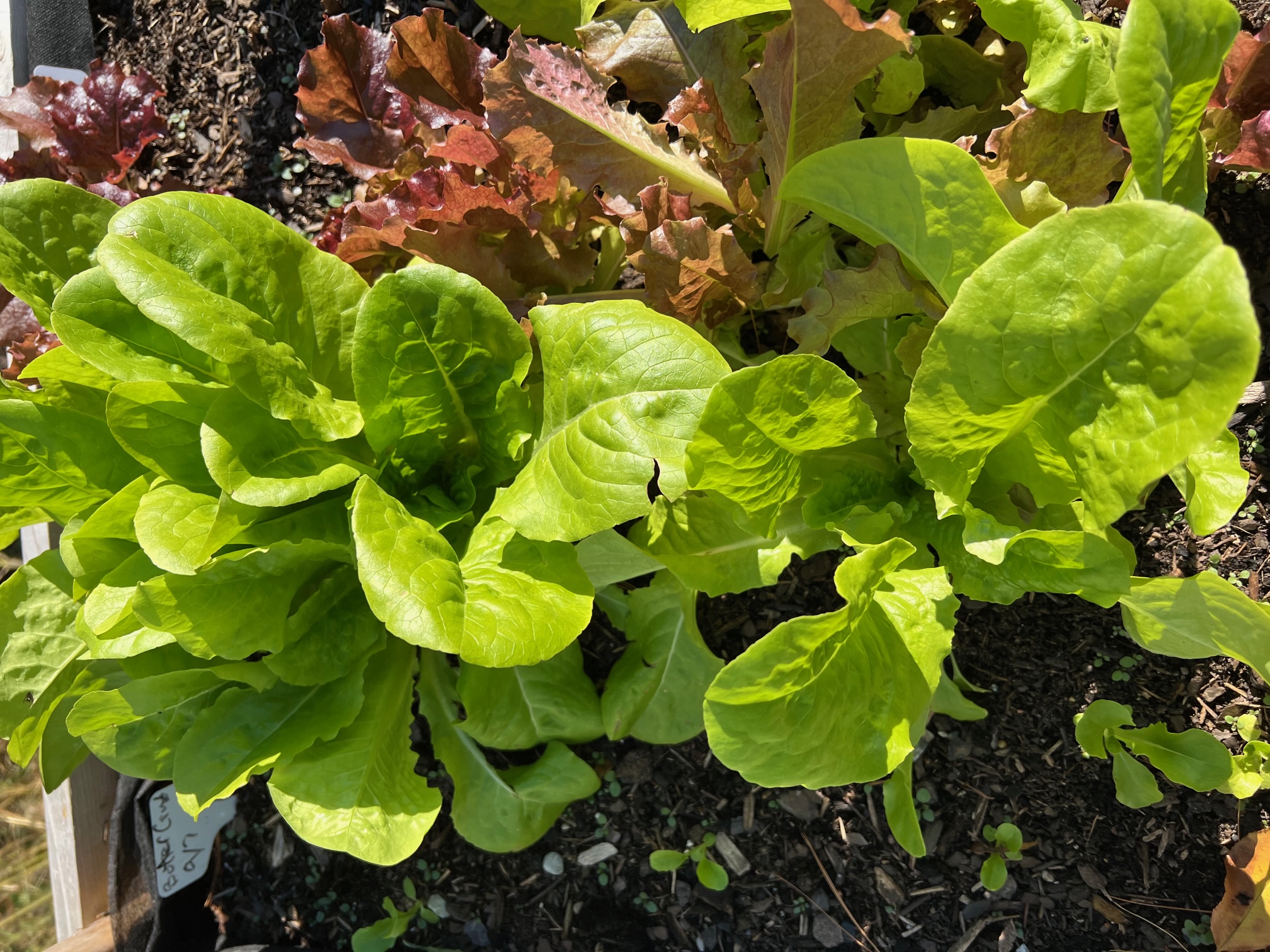 lettuce2.jpg